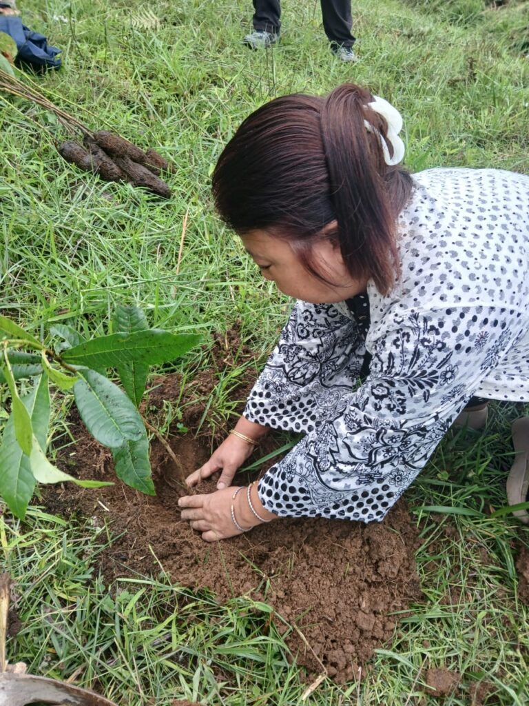 Aawaz Ngo Tree Plantation Kurseong, Darjeeling